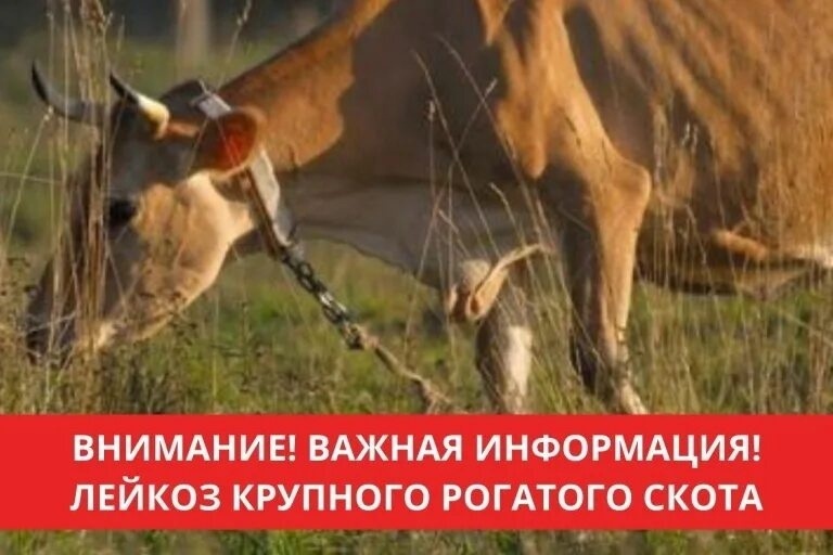 Памятка владельцем животных крупного рогатого скота.