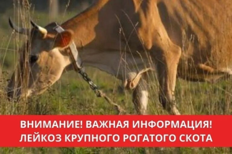 Памятка владельцем животных крупного рогатого скота. Памятка владельцем животных крупного рогатого скота.